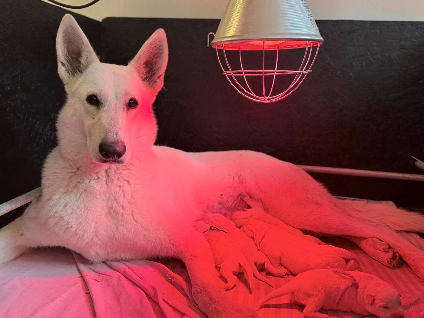 P'tits Loups d'Amour - Les chiots de Vampirella x Windu sont nés