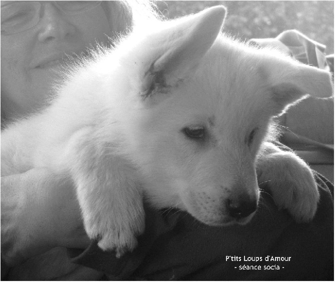P'tits Loups d'Amour - Chiots Poil court