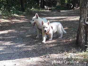 P'tits Loups d'Amour - Chiots P'tits Loups d'Amour : éveil et socia