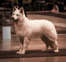 P'tits Loups d'Amour - Résultat Expo en Pologne