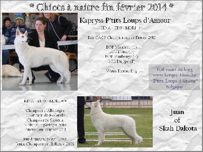 P'tits Loups d'Amour - Prochains chiots