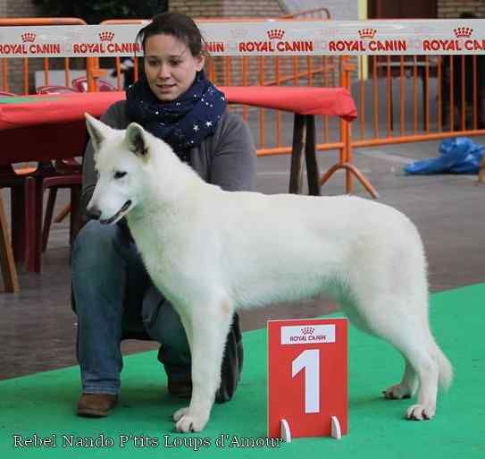 P'tits Loups d'Amour - Résultat de Rebel Expo Mouscron 2019