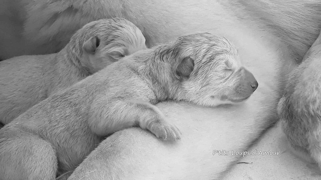 P'tits Loups d'Amour - les bb de Jazz x Quito sont nés !