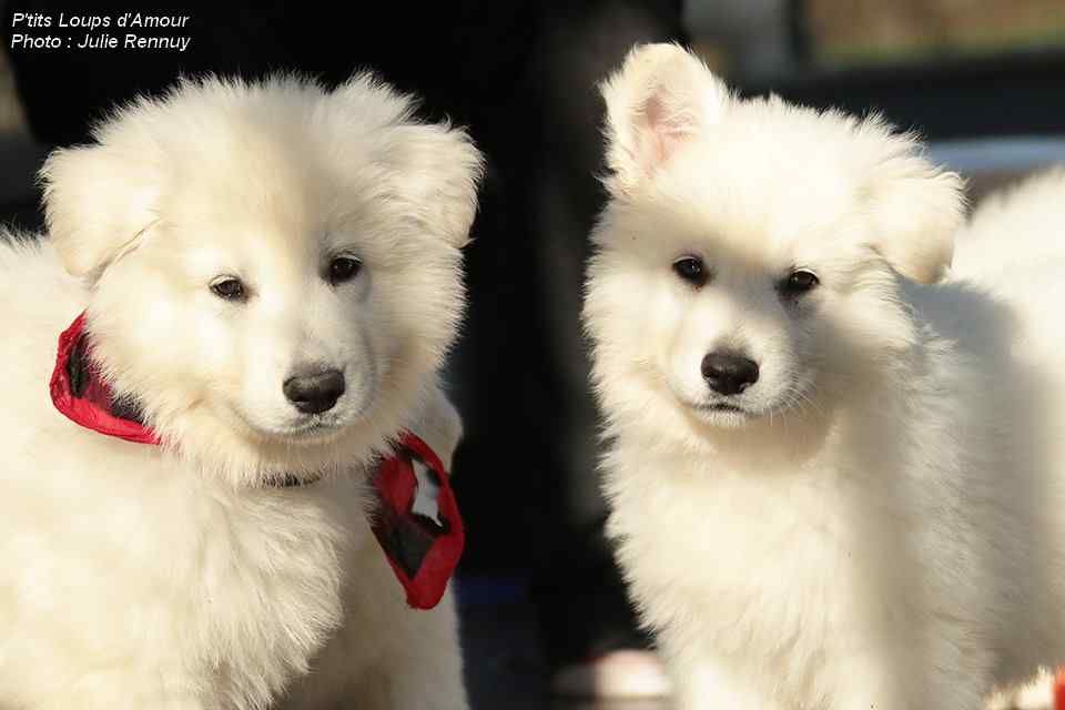 P'tits Loups d'Amour - Portée Karibooh PLDA x One Million of Kiss from PLDA