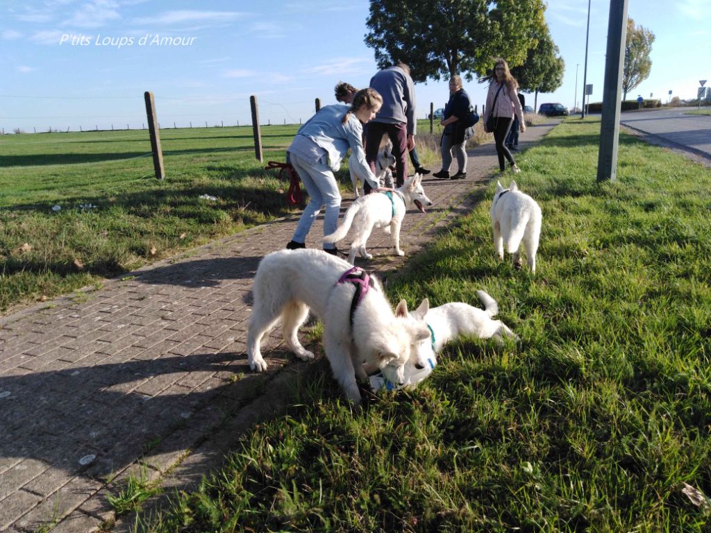 P'tits Loups d'Amour - Promenade Chiots 2018