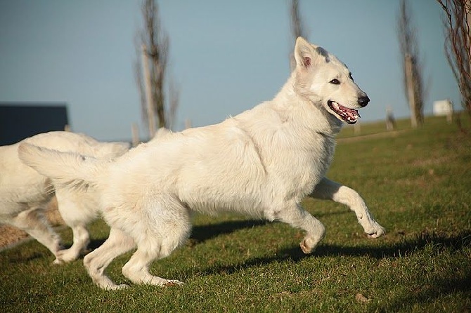 P'tits Loups d'Amour - Confirmation gestation