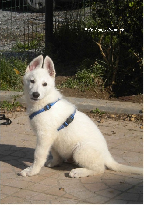 P'tits Loups d'Amour - Reste 1 chiot mâle poil court disponible