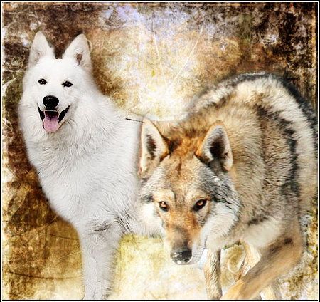 P'tits Loups d'Amour - Facebook