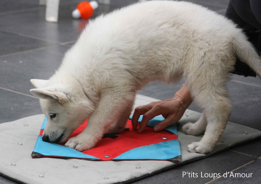 P'tits Loups d'Amour - Séance jeux intelligents pour les chiots de Jiji