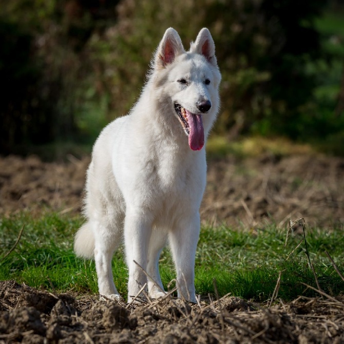 P'tits Loups d'Amour - Chiots Hangun x Lixson