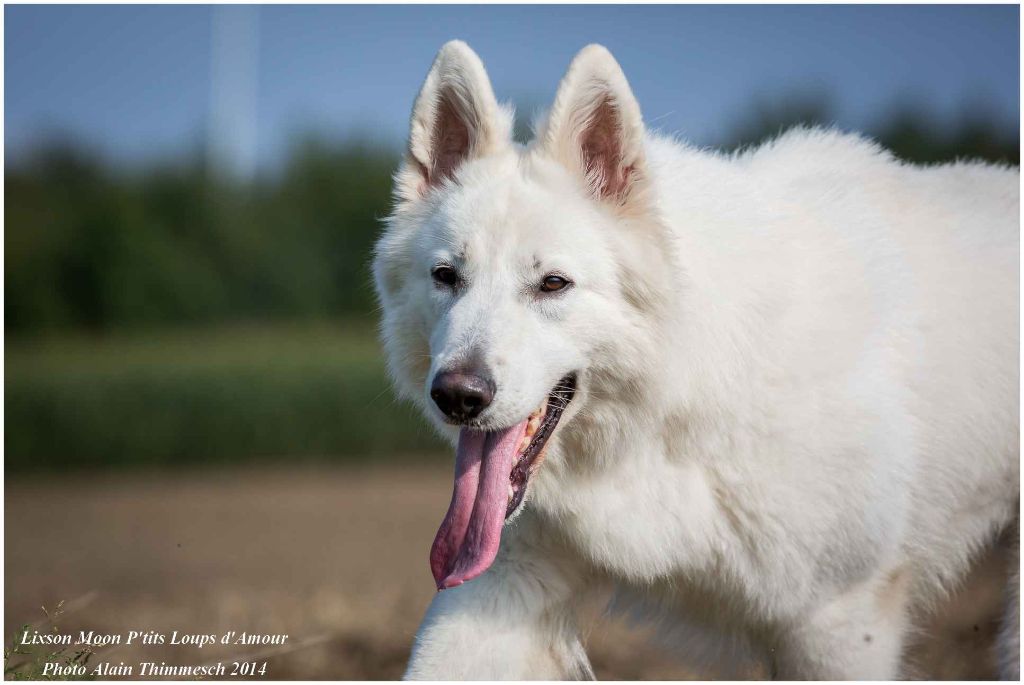 P'tits Loups d'Amour - Lixson Champion du Luxembourg