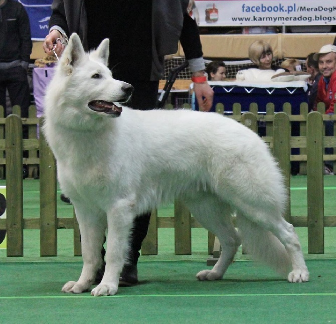 P'tits Loups d'Amour - Résultats Exposition du we du 6 et 7 décembre 2014