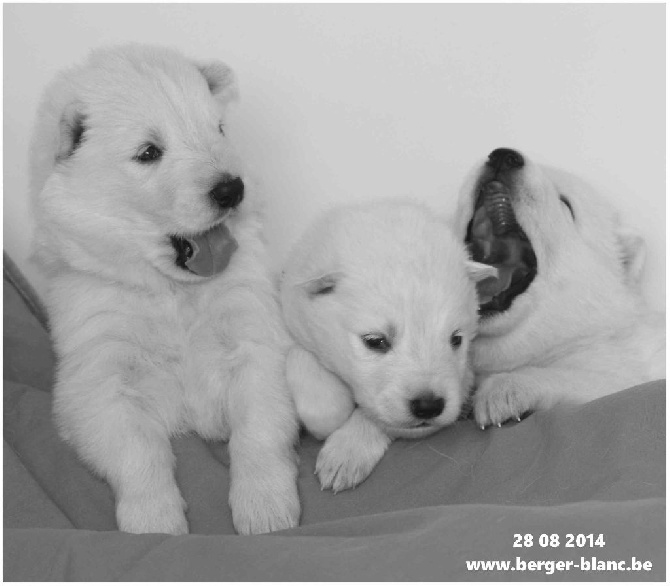P'tits Loups d'Amour - Chiots à réserver