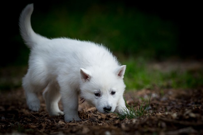 P'tits Loups d'Amour - Chiots bientôt disponibles