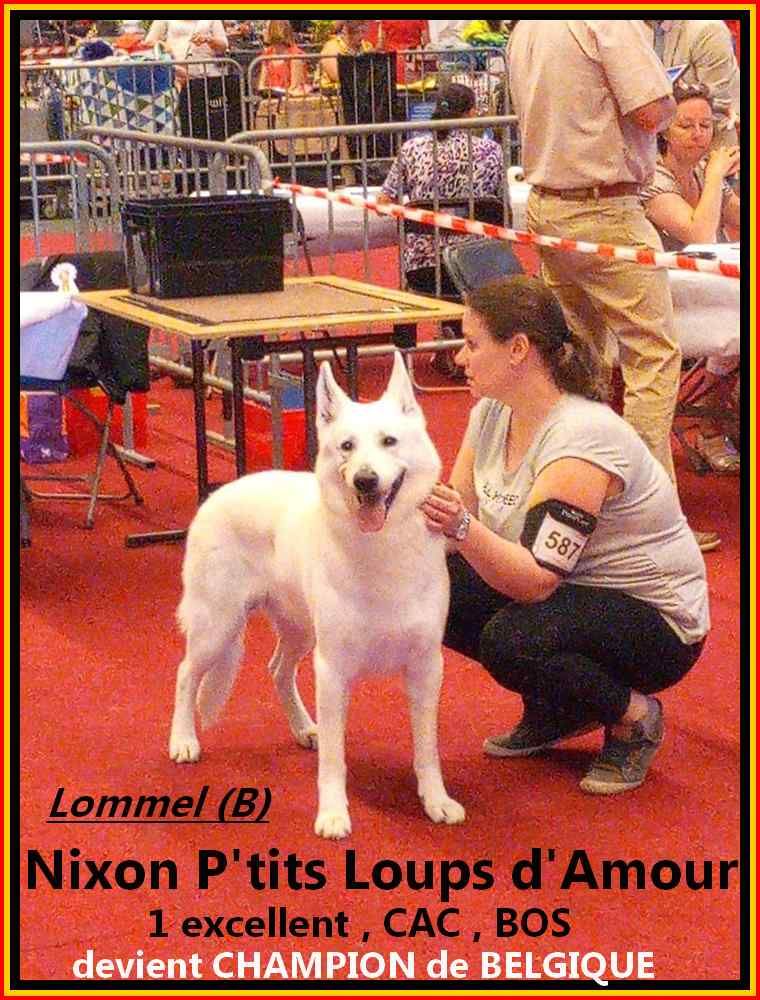 P'tits Loups d'Amour - Nixon Champion de Belgique
