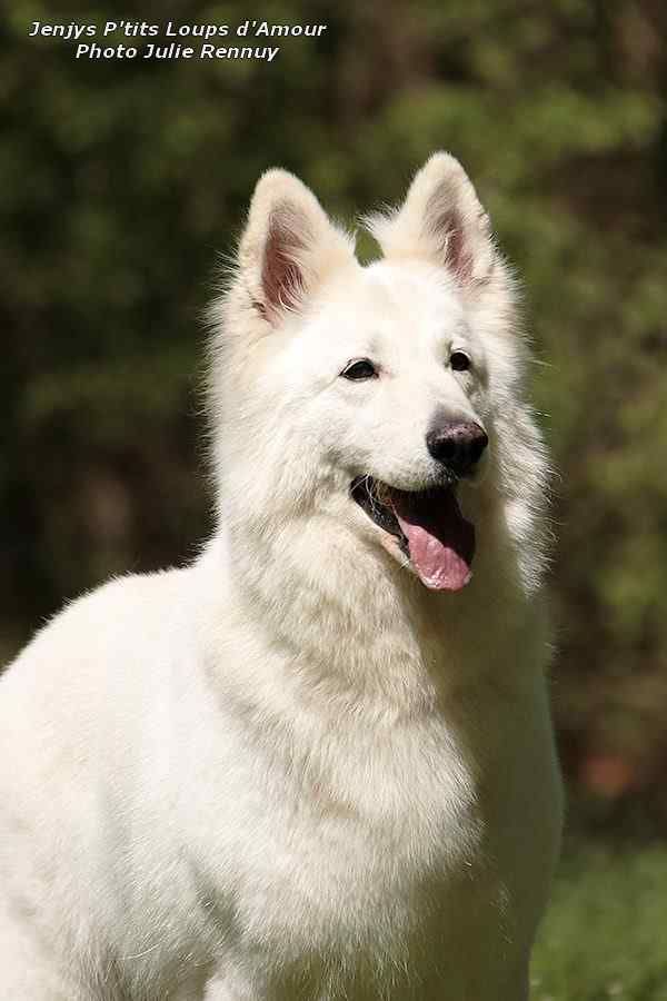 P'tits Loups d'Amour - Jenjys