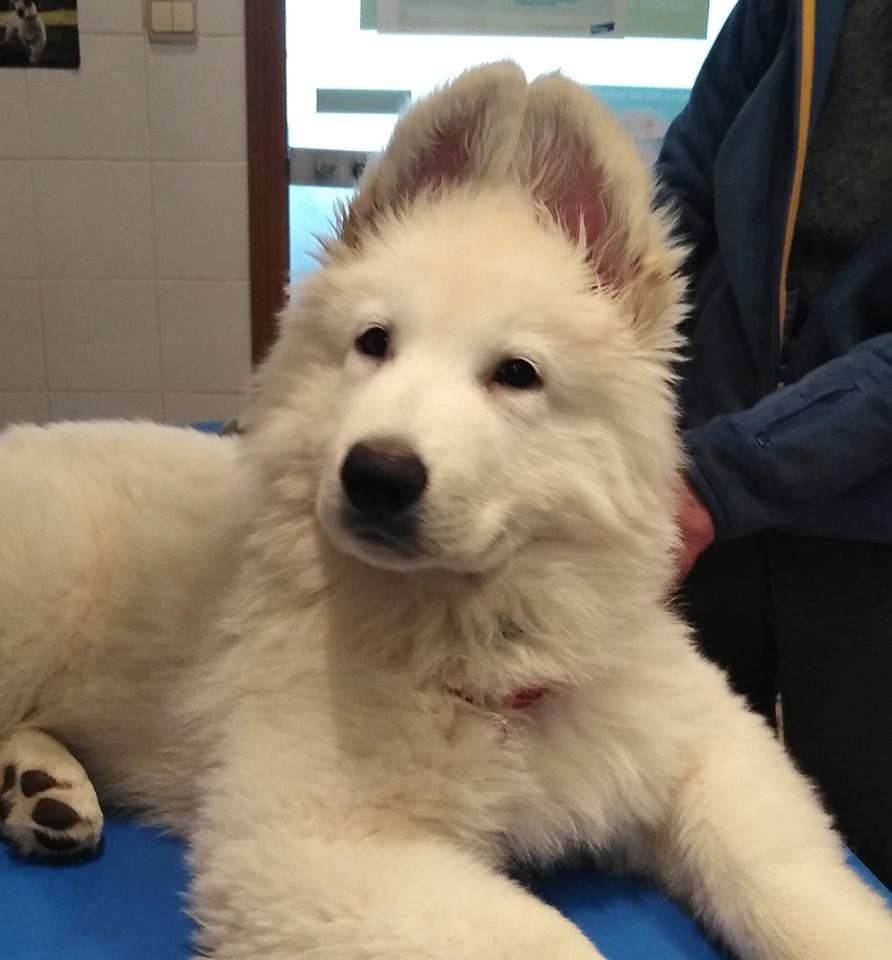 P'tits Loups d'Amour - Berger Blanc Suisse - Portée née le 16/12/2018