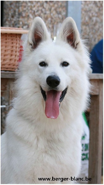 P'tits Loups d'Amour - Berger Blanc Suisse - Portée née le 15/03/2013