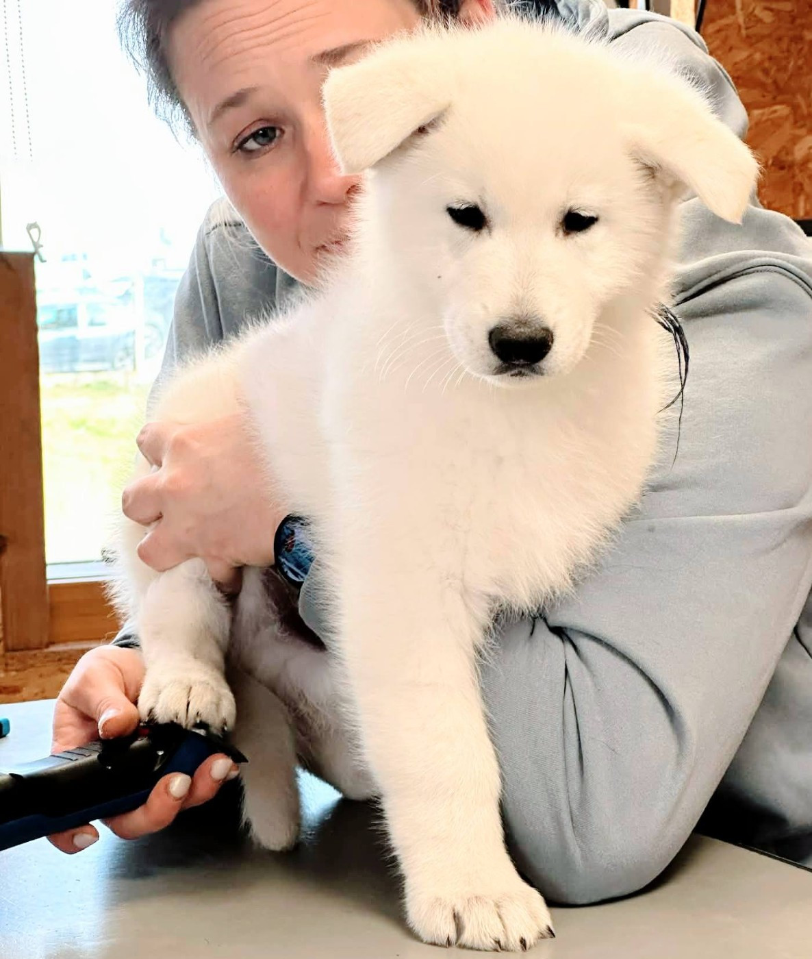 P'tits Loups d'Amour - Chiots disponibles - Berger Blanc Suisse