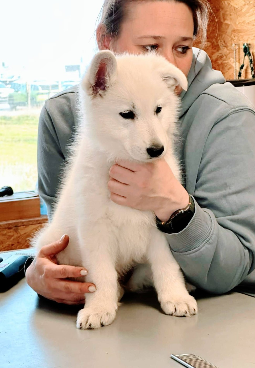 P'tits Loups d'Amour - Chiots disponibles - Berger Blanc Suisse