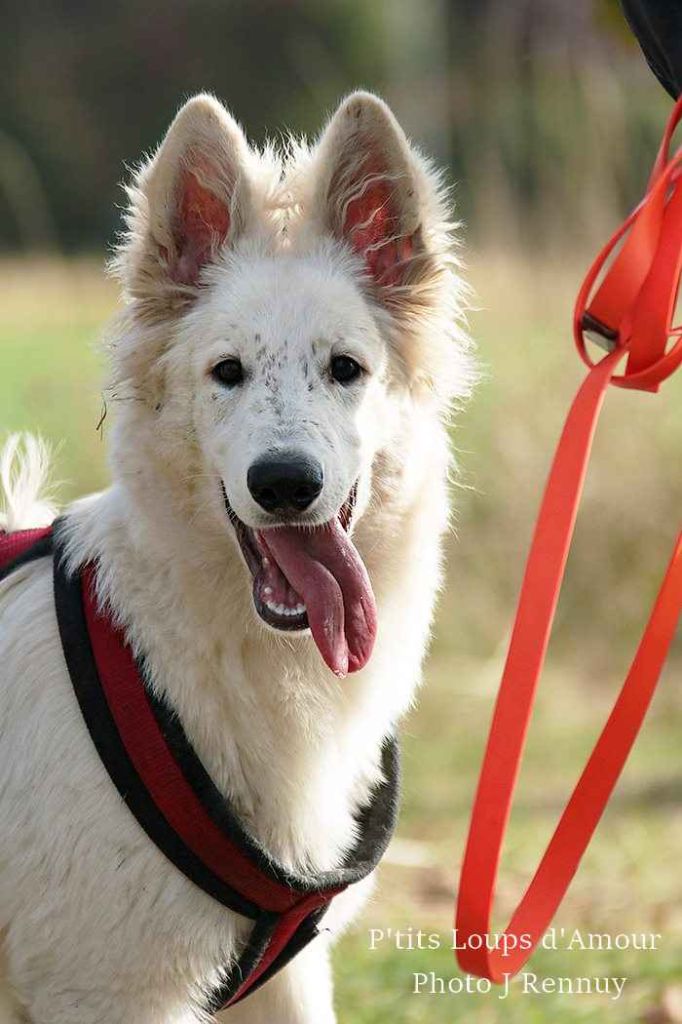 P'tits Loups d'Amour - Berger Blanc Suisse - Portée née le 28/05/2018
