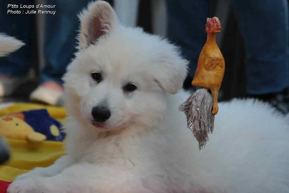 P'tits Loups d'Amour - Berger Blanc Suisse - Portée née le 09/02/2018