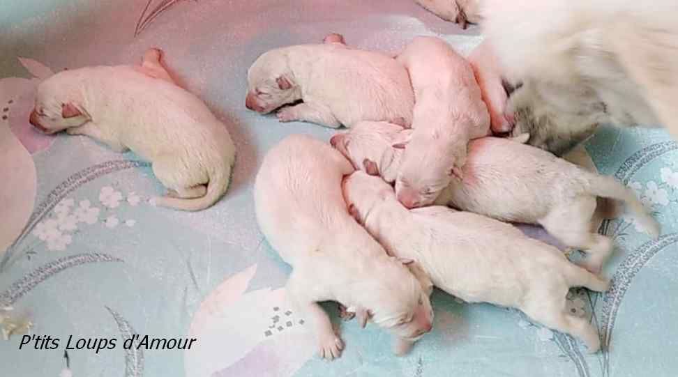 P'tits Loups d'Amour - Berger Blanc Suisse - Portée née le 26/04/2019