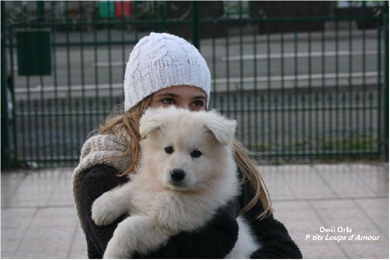 P'tits Loups d'Amour - Berger Blanc Suisse - Portée née le 05/02/2015
