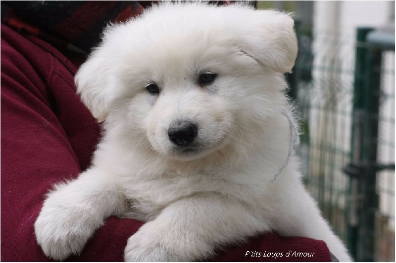 P'tits Loups d'Amour - Berger Blanc Suisse - Portée née le 23/02/2015