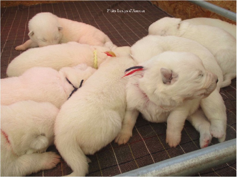 P'tits Loups d'Amour - Berger Blanc Suisse - Portée née le 23/11/2016