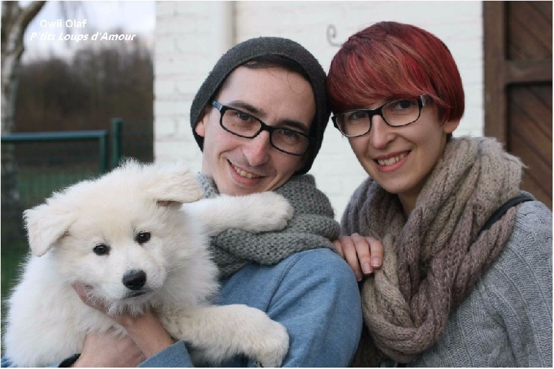 P'tits Loups d'Amour - Berger Blanc Suisse - Portée née le 05/02/2015