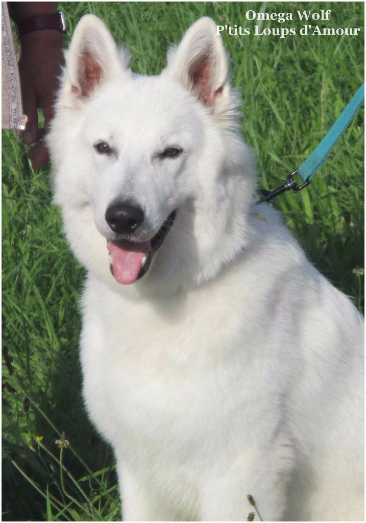 P'tits Loups d'Amour - Berger Blanc Suisse - Portée née le 08/08/2015