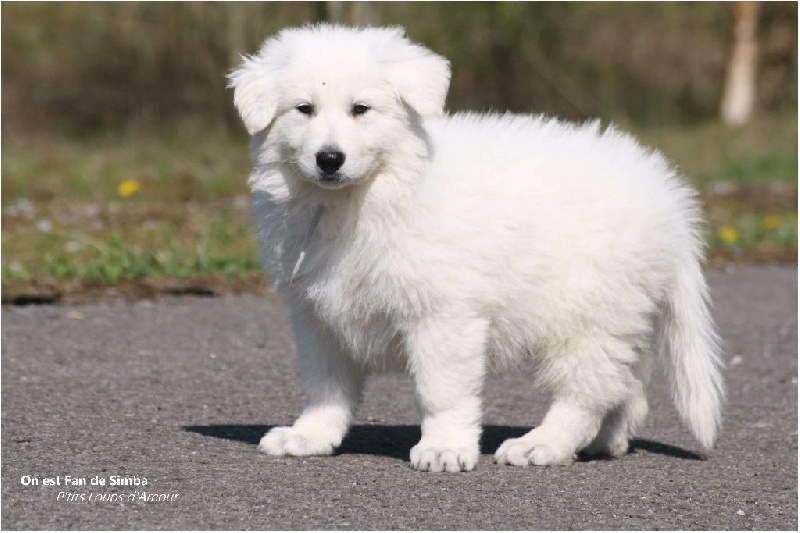 P'tits Loups d'Amour - Berger Blanc Suisse - Portée née le 23/02/2015