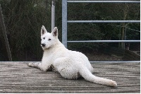 N Importe Quoi P'tits Loups d'Amour  