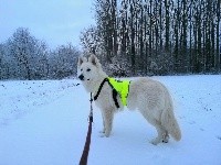Robin Sirius P'TITS LOUPS D'AMOUR