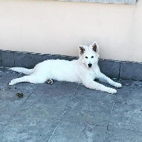 Ruby P'tits Loups d'Amour