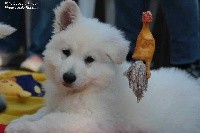 CHIOT R2D2