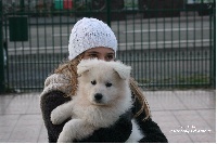 Owii Orla P'tits Loups d'Amour