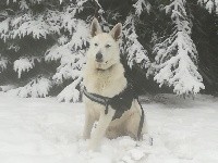 Qenai P'tits Loups d'Amour 