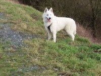 Quartzy P'tits Loups d'Amour 