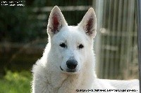Que la Force soit avec Toi P'tits Loups d'Amour 