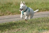 Roselys P'TITS LOUPS D'AMOUR
