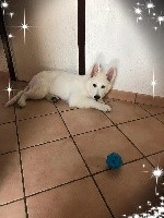 Reine Snow P'TITS LOUPS D'AMOUR