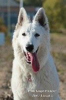 Reina Ricci P'tits Loups d'Amour