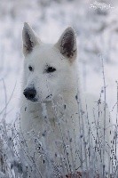 Rebel Nando P'TITS LOUPS D'AMOUR