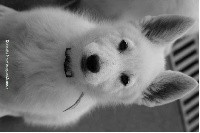 Qentalia P'tits Loups d'Amour