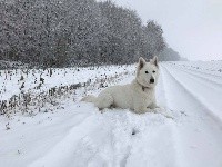 Robine P'TITS LOUPS D'AMOUR