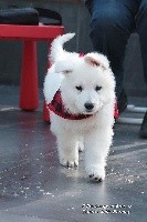 CHIOT Rimini Kiss