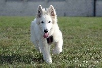 Remember Nando P'TITS LOUPS D'AMOUR