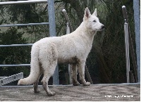 Nokia Booh P'tits Loups d'Amour